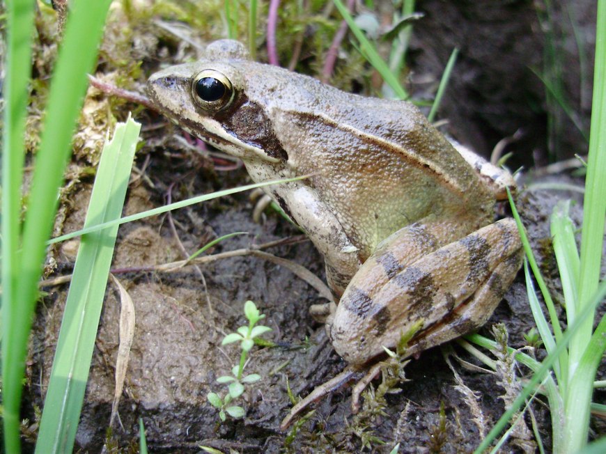 Rana dalmatina e suo habitat